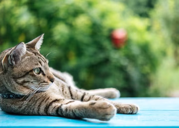 No dejes salir a tu gato: los peligros a los que se puede afrontar tras dejar el hogar