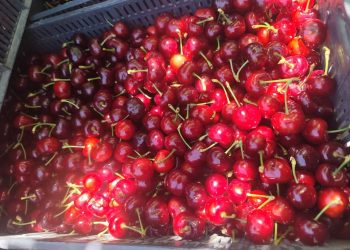 Producción de cerezas: en San Rafael ya hay productores cosechando