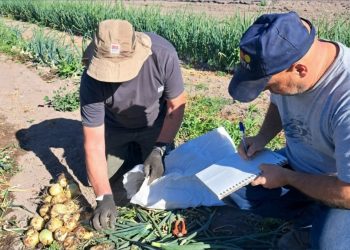 El INTA impulsa ensayos de cebolla en el Sur Mendocino para fortalecer la producción hortícola regional