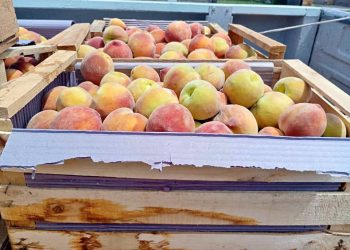 Ya se cosechan los primeros duraznos en San Rafael