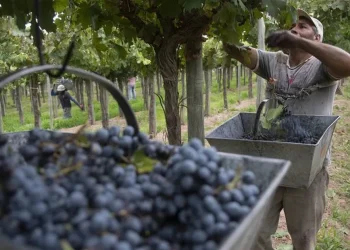 Las banderas rojas en el mundo del vino, en medio de la crisis de Bodega Norton