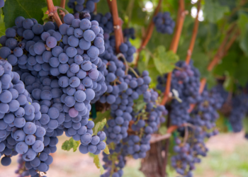 San Rafael se ubica como el quinto productor de la uva Merlot en Argentina