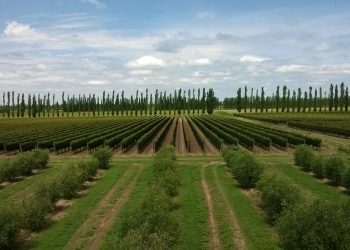 San Rafael es el cuarto departamento de Argentina con mayor extensión de “cortinas forestales”