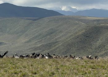 Mendoza registró más de noventa cóndores andinos juntos y batió el récord nacional de avistamientos simultáneos