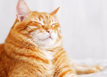 Revelaron la extraña conexión entre el color naranja de los gatos y su particular comportamiento