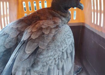 El aporte de la comunidad fue clave para rescatar al cóndor herido en el Cañón del Atuel