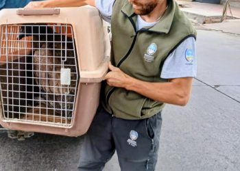 Rescatan un ejemplar juvenil de cóndor andino en Valle Grande