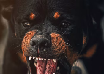 ¿Un sexto sentido?: por qué los perros ladran a algunas personas y a otras no
