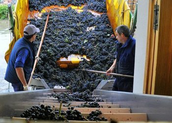 Viñateros cuestionan la desregulación del INV y la falta de trazabilidad: «El vino de Mendoza va a ser fácilmente intercambiable con el vino de Córdoba o de Mar del Plata»