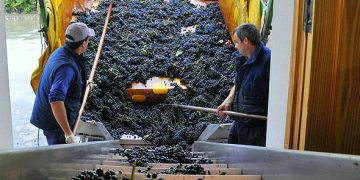 Viñateros cuestionan la desregulación del INV y la falta de trazabilidad: «El vino de Mendoza va a ser fácilmente intercambiable con el vino de Córdoba o de Mar del Plata»