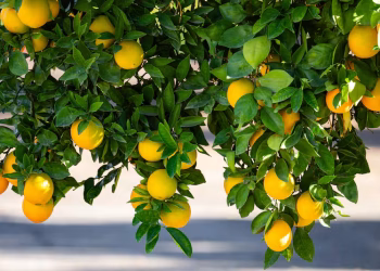 Pimienta en el limonero: por qué recomiendan usarla y cómo se prepara
