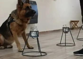 El Gobierno Nacional aprobó un inédito «banco de olores»: cómo funcionará esta base de datos