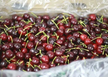 Precios récord: la cereza argentina alcanza los $45.000 el kilo en el inicio de la temporada
