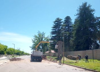 El Ciprés “ausente” de la calle Cinca nos llama a una reflexión profunda