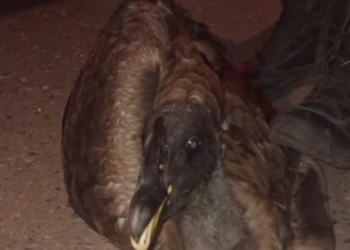 El cóndor rescatado en el Cañón del Atuel estaba con bajo peso, deshidratado y con un ala fracturada