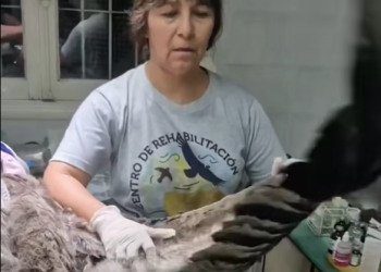 El cóndor rescatado en el Cañón del Atuel estaba con bajo peso, deshidratado y con un ala fracturada