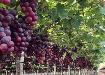 “Debilitan gravemente”: piden a Luis Caputo mantener instrumentos para la trazabilidad en el vino