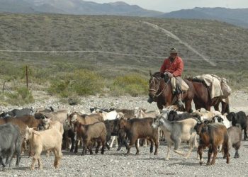 Prórroga de la Ley de Arraigo: alivio para San Rafael y Malargüe, donde vive la mayoría de los puesteros mendocinos
