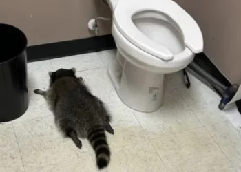 Un mapache se metió en una tienda de licores y bebió de todo: lo hallaron inconsciente en el baño
