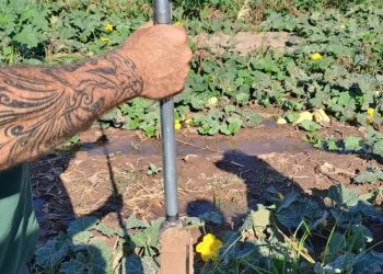 Día Mundial del Suelo: el INTA trabajan para fomentar la agricultura regenerativa