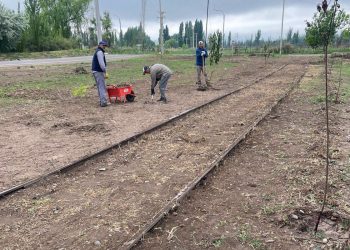 Se robaron los árboles recién plantados: indignación por los daños en el nuevo Paseo Puente Colorado