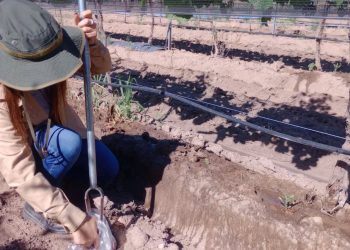 Polímeros biodegradables: alternativa sustentable para el control de malezas en viñedos