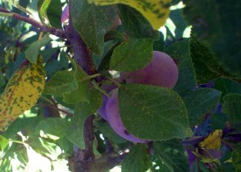 Alerta por roya del ciruelo: advierten condiciones propicias y recomiendan tratamientos preventivos