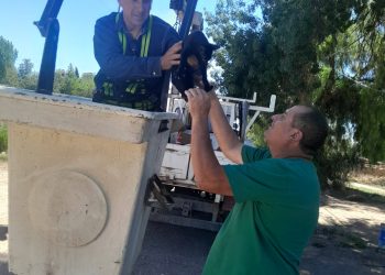 Operativo felino en Goudge: rescatan a un gatito que pasó dos días en lo alto de un árbol