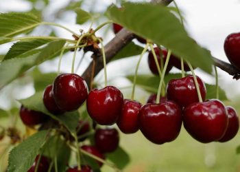 Cosecha de cerezas con resultados dispares y fuerte competencia chilena