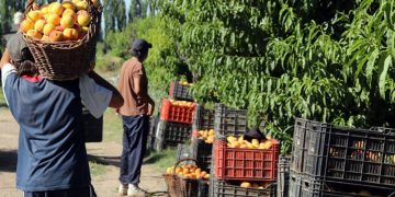 Temporada productiva: Frutas sin precio y fábricas a “media máquina”
