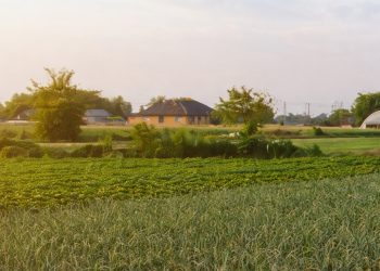 Entró en vigencia la ley que regula la coexistencia de cultivos y fortalece la producción de semillas de alta calidad