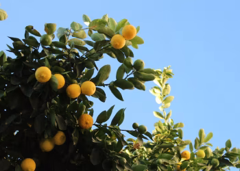 Un condimento que está en todas las cocinas ayuda a salvar tu limonero: por qué recomiendan usarlo y cómo se prepara