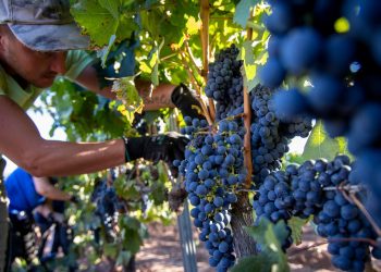 Preocupación en FOEVA por la vitivinicultura: advertencia sobre el INV y las importaciones