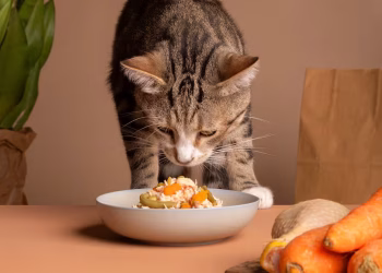 Complementos vegetales para felinos: la lista completa de verduras que tu gato puede comer sin riesgos