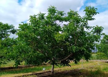 Productores del sur mendocino deben completar los tratamientos contra carpocapsa en los próximos días