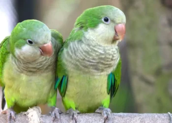 Proteccionistas alertaron por la venta ilegal de catas en San Rafael