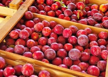 Las primeras ciruelas sanrafaelinas de la temporada se venden entre 12 y 15 mil pesos el cajón