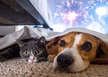 Los mejores canales de YouTube para reducir el estrés de las mascotas por la pirotecnia en Año Nuevo