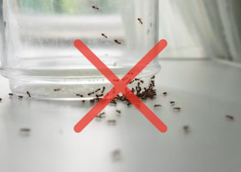 Chau a las hormigas en la cocina: cómo ahuyentarlas con un truco casero