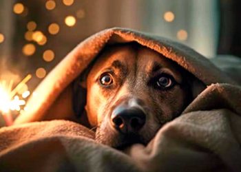 La pirotecnia sigue presente pese a la prohibición y renuevan el reclamo por controles más firmes en San Rafael