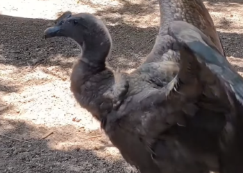 Liberan a “Llallij”, el joven cóndor andino rescatado en noviembre en Valle Grande