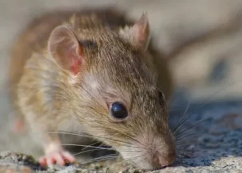 Alerta por hantavirus en Buenos Aires: murió una nena de 10 años