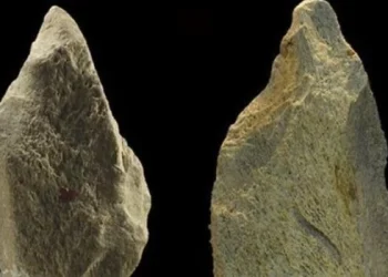 Hallan la herramienta de hueso de elefante más antigua de Europa, de hace 480.000 años