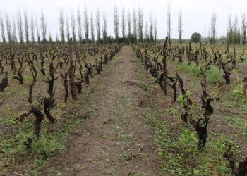 Buscan extender la emergencia agropecuaria hasta 2027 y abarcaría 13 distritos de San Rafael