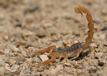 San Rafael, Las Heras y Maipú en el podio de los ataques de arácnidos, serpientes y alacranes