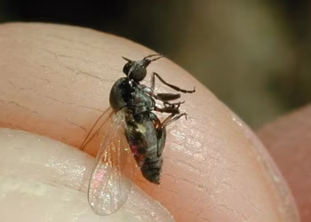 Invasión de barigüí: la mosca que muerde y genera preocupación en una región de la Argentina