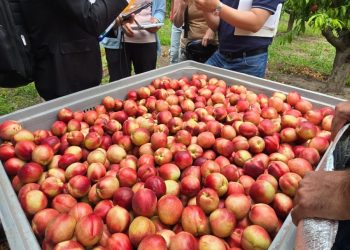 Mendoza avanza en la apertura del mercado chino para la exportación de frutas de carozo