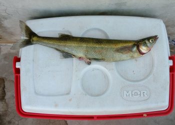 Tras las carpas gigantes, ahora aparecen pejerreyes de gran porte en El Nihuil