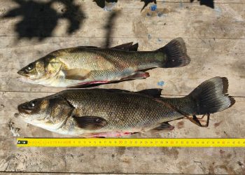 El Nihuil, con mucho pique: percas de más de 40 centímetros y satisfacción de los pescadores