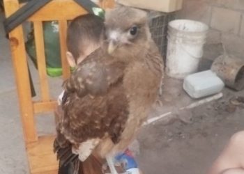Buscan a “Pollo”, un chimango criado en familia que se extravió en San Rafael